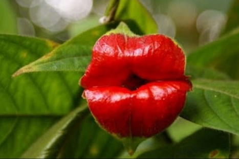 Flor ou beijo 1